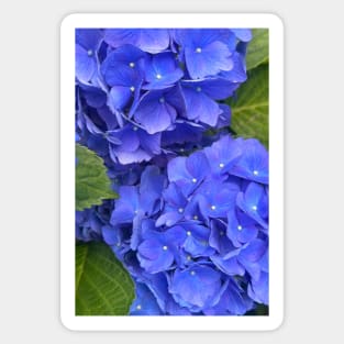 Perfect Blue Hydrangea Sticker